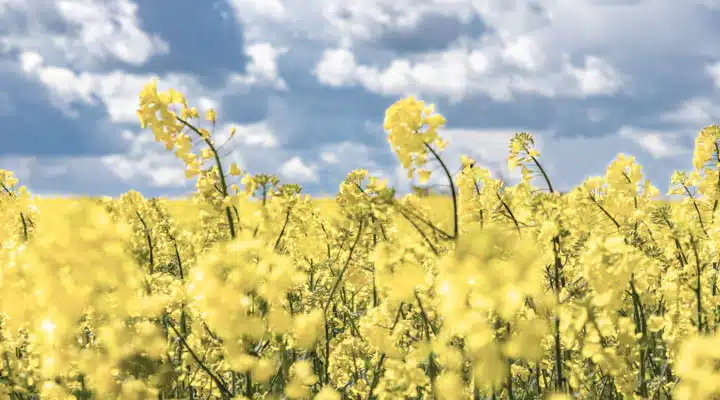 1910-Hint-of-Spring-042020 A group of people standing next to a tree