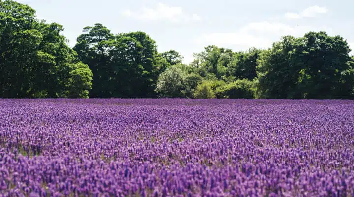 1910-Purple-Springs-052020 A flower is standing on a lush green field