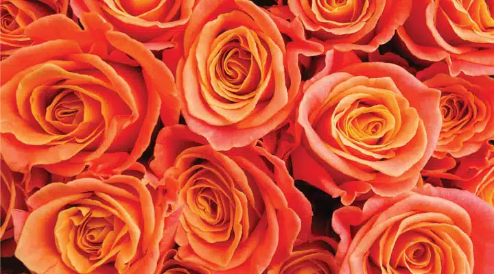 1910-Rose-Fusion-022020-4-720x400 Patrón de fondo