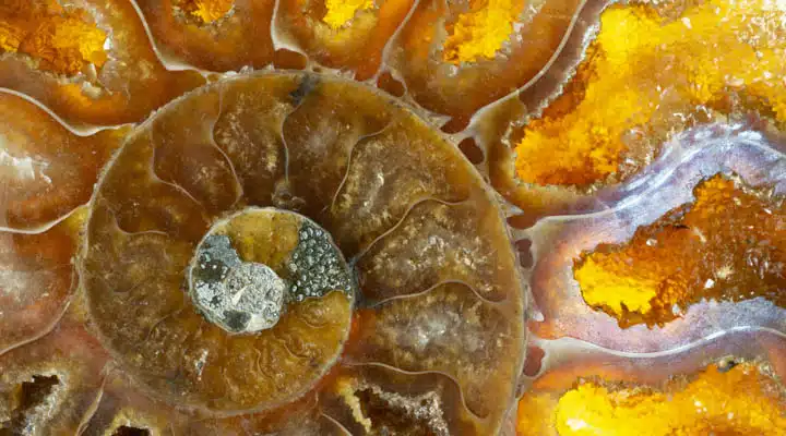 AdobeStock_253901887-720x400 Two oranges on a table