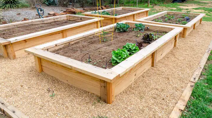 DIY raised fresh vegetable garden irrigated and divided A wooden bench in a garden