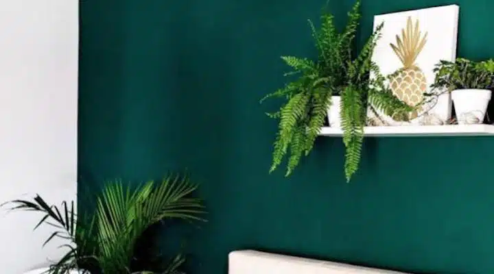 Billiard-Table-Bedroom-_1_ A green plant in a vase on a table