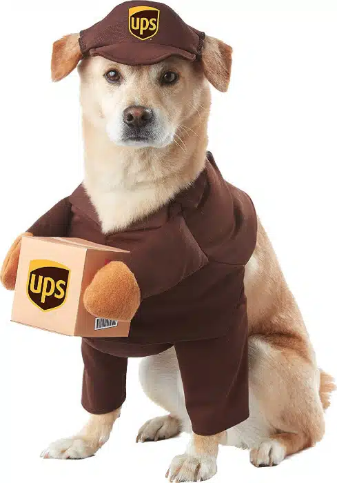 Chewy_UPS_dog_costume A dog wearing a hat