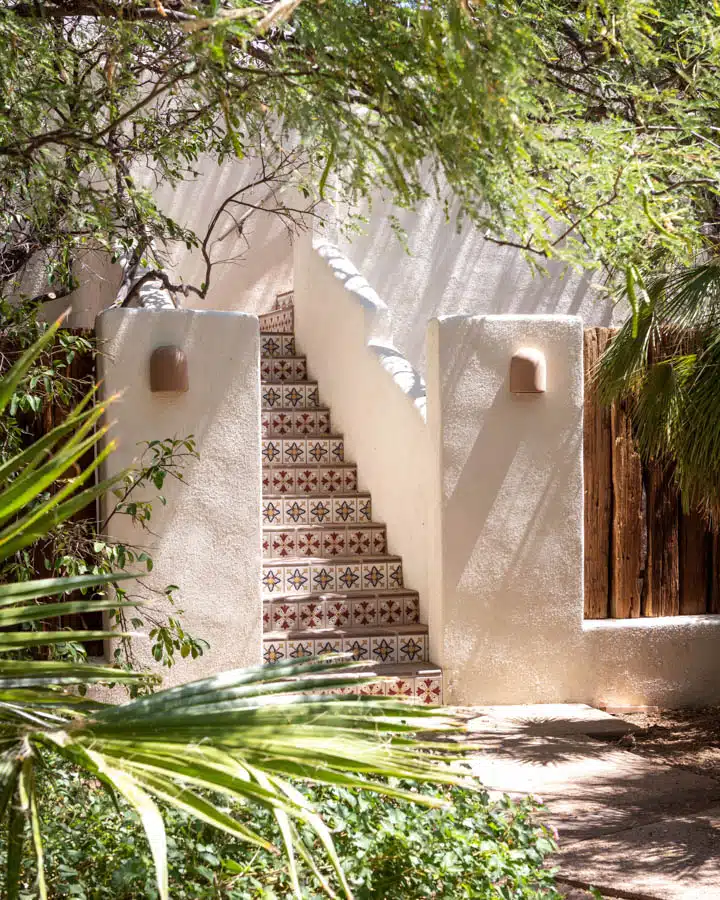 DSC_0327-720x900 A plant in a garden