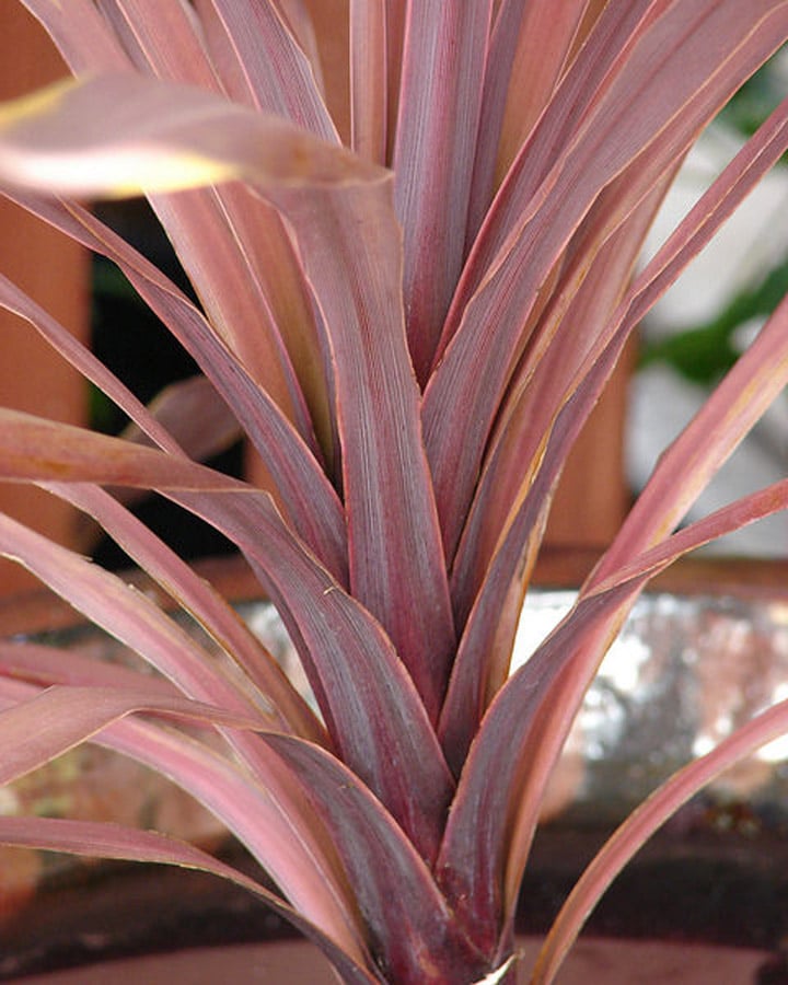 A close up of a flower
