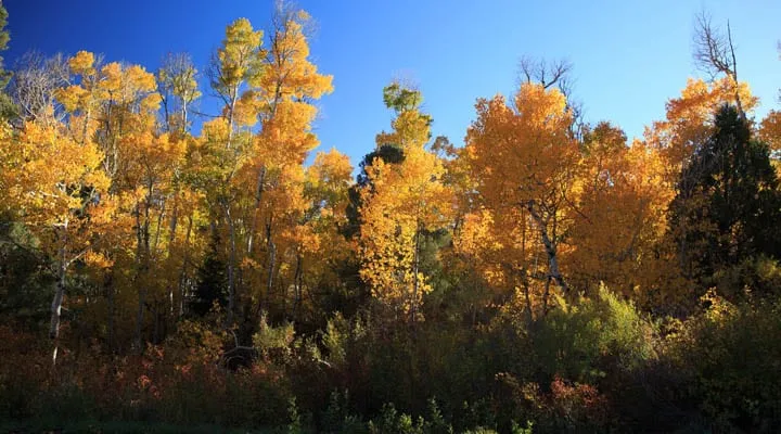 Autumn shots near Lehman Cave, Great Plains Nta'l. Park, near Baker Nevada A tree in a forest