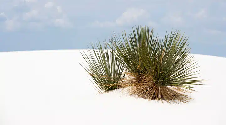 GettyImages-539672441_medium A palm tree