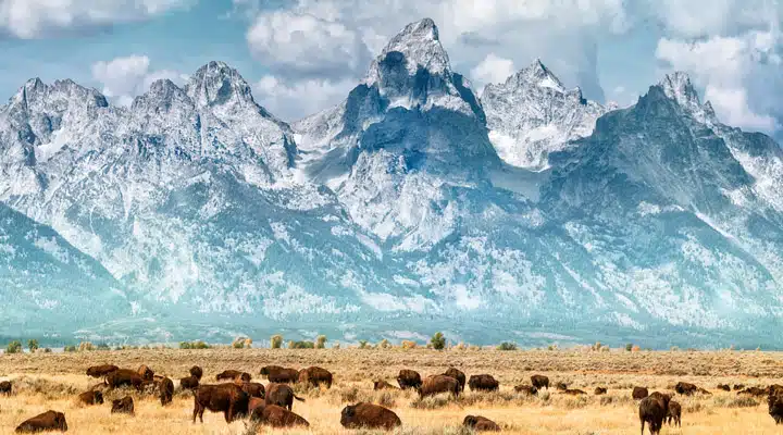 GettyImages-541164181_medium A herd of cattle standing on top of a snow covered mountain