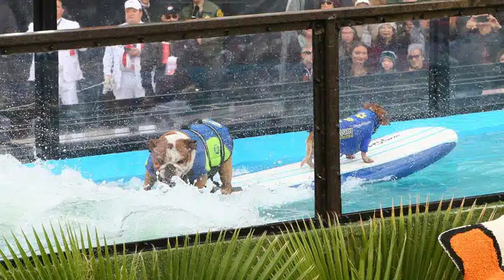 GettyImages-630814636_master Un perro nadando en una piscina de agua