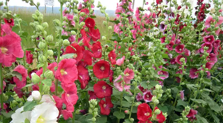 Hollyhock-flower_Wayne-Noffsinger A close up of a flower