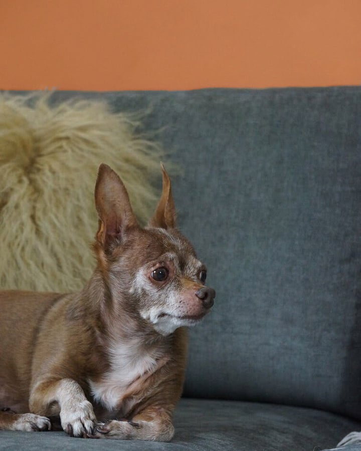 Un gran perro marrón tumbado en un sofá