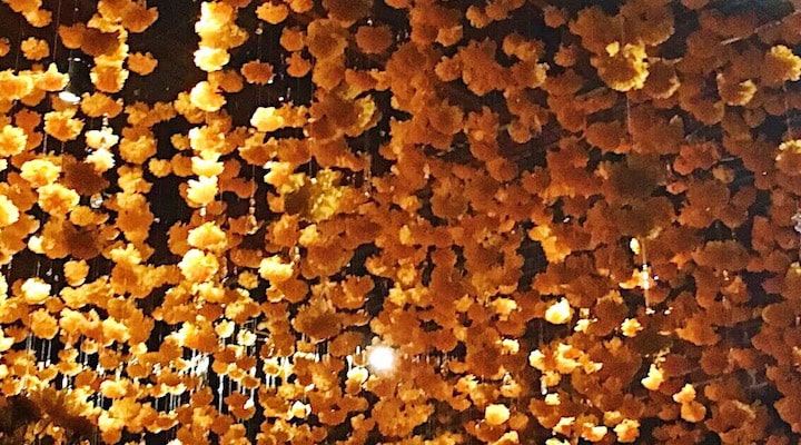 IMG_7518 A close up of food