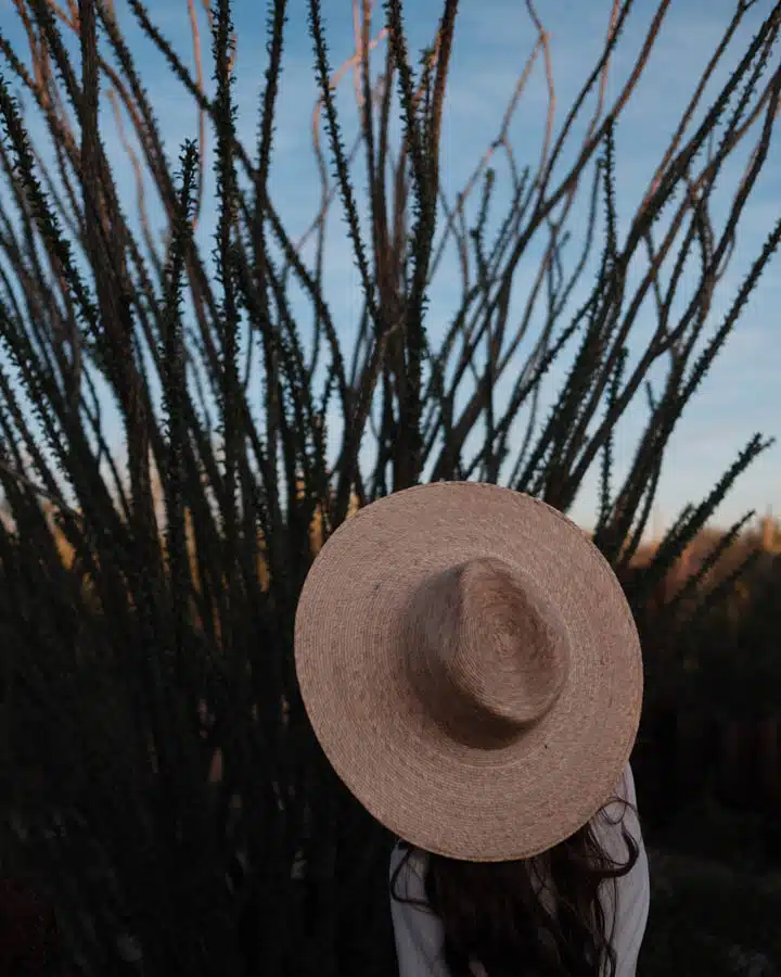 Linda-Pappa-Joshua-Tree-House-Saguaro-Desert-11-720x900 A close up of a tree