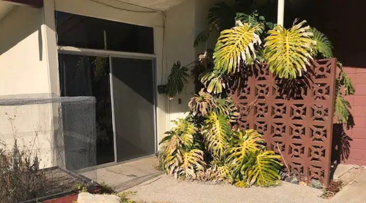 backyard_3-720x900 A banana plant in a garden