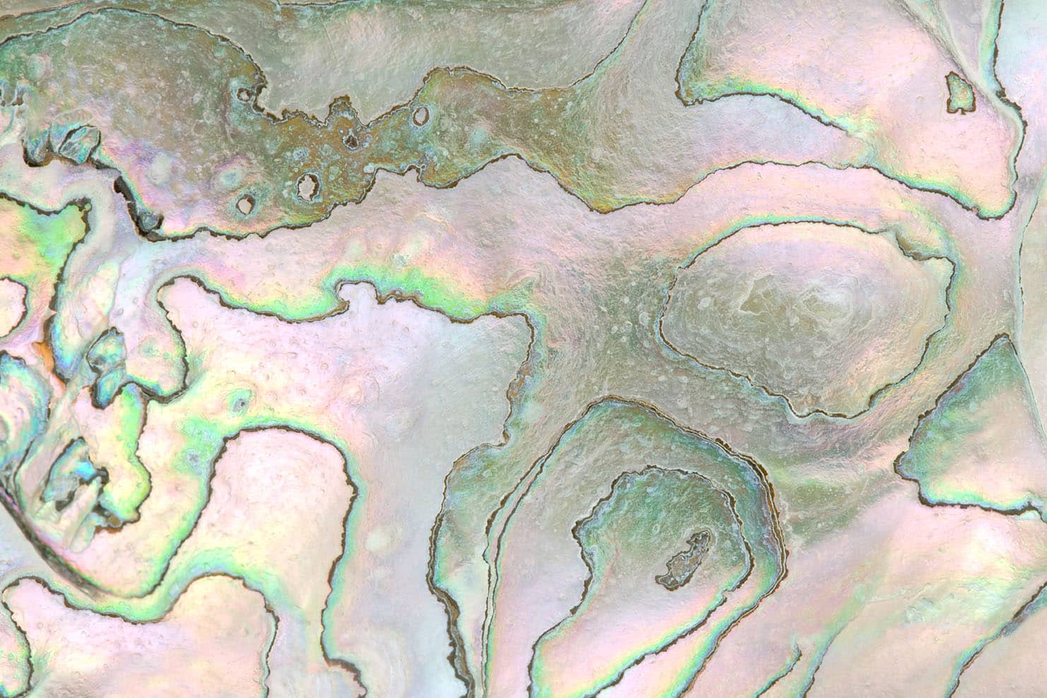 closeup-of-abalone-shell-5443172 Map