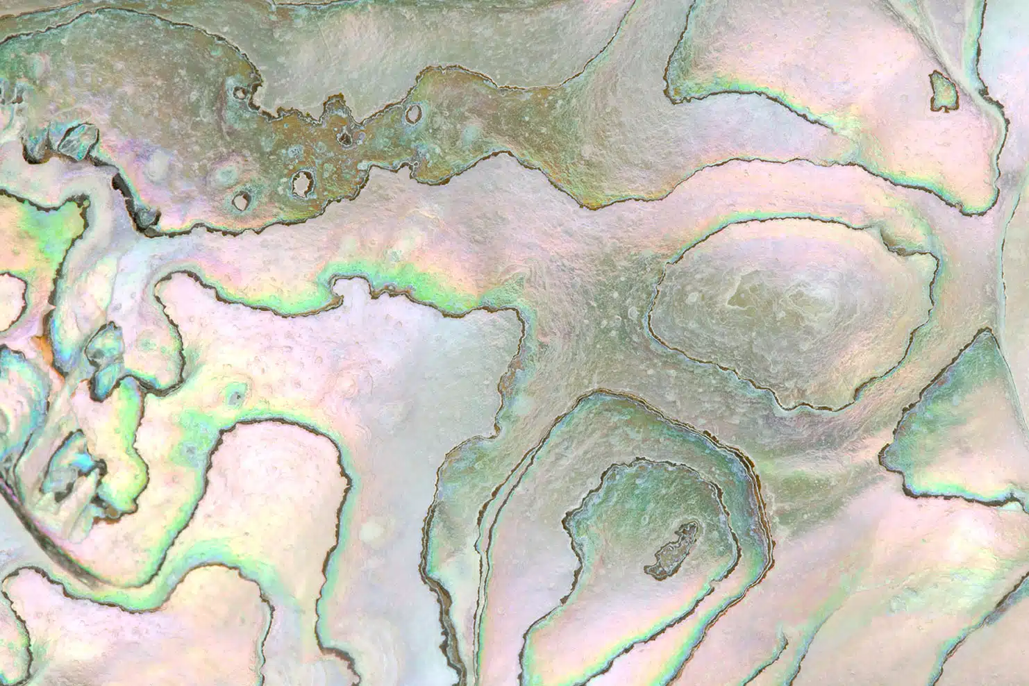 closeup-of-abalone-shell-5443172 Mapa