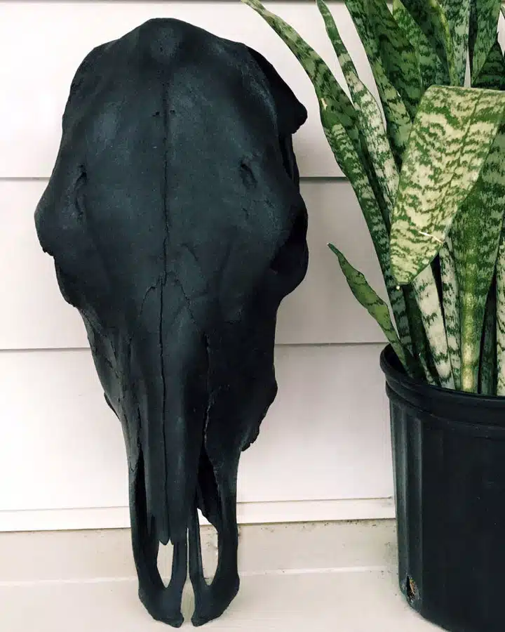 gallery-1506024188-matte-black-cow-skull A close up of a plant