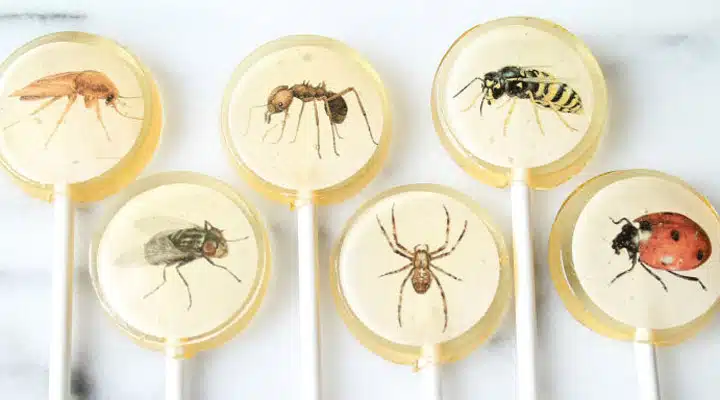 gallery-1506024446-bugs-lollipops A bowl of fruit on a table