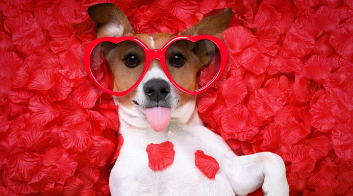 A dog wearing glasses