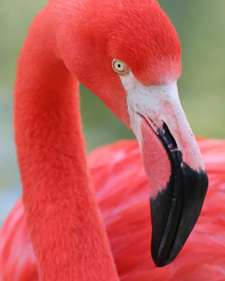 iStock_000001418394_Large Primer plano de un pájaro