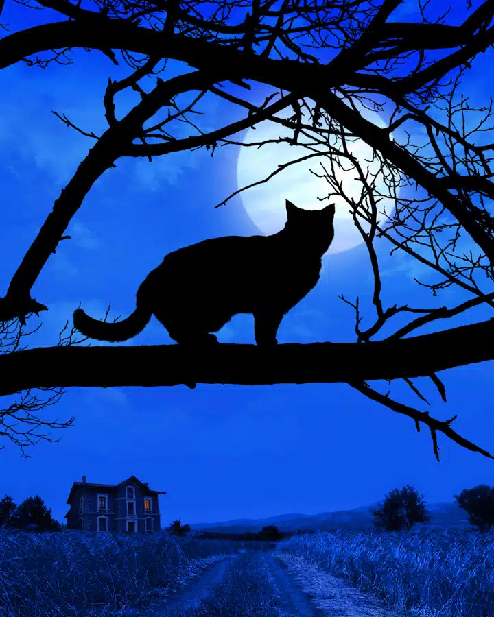 iStock_000004201119_Large Un pájaro sentado en lo alto de un árbol