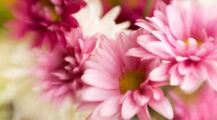 iStock_000005199871_Large Primer plano de una flor