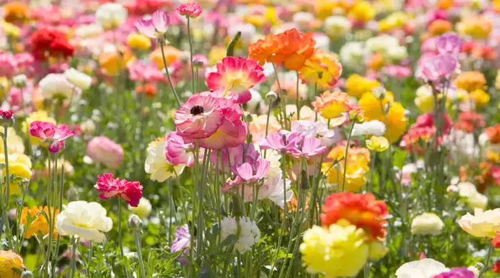 Dunn Edwards imagen 12