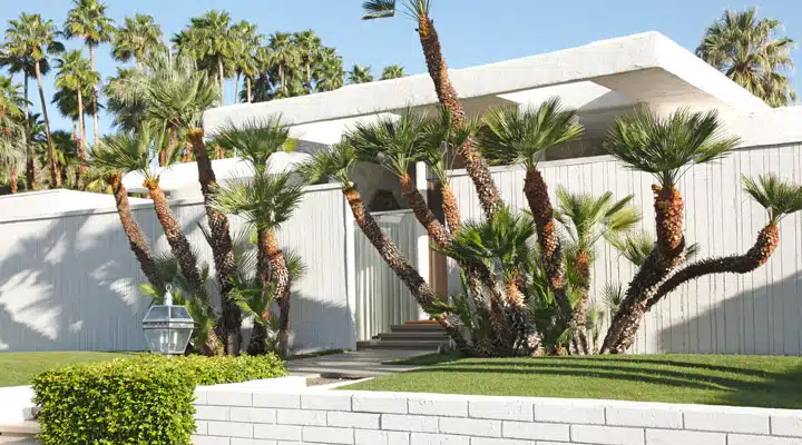 iStock_000023577745_Large A palm tree in front of a building