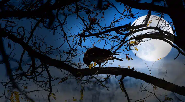 iStock_000031850302_Large Un pájaro posado en la rama de un árbol