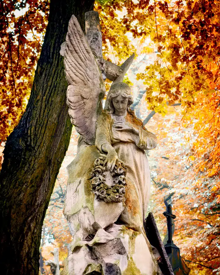 iStock_000049711122_Large Un pájaro sentado en lo alto de un árbol