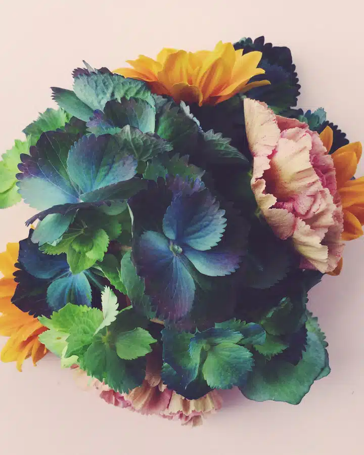 iStock_000073542143_Large Primer plano de una flor