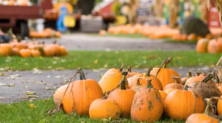 iStock_10662276_LARGE Two oranges sitting on top of a grass covered field