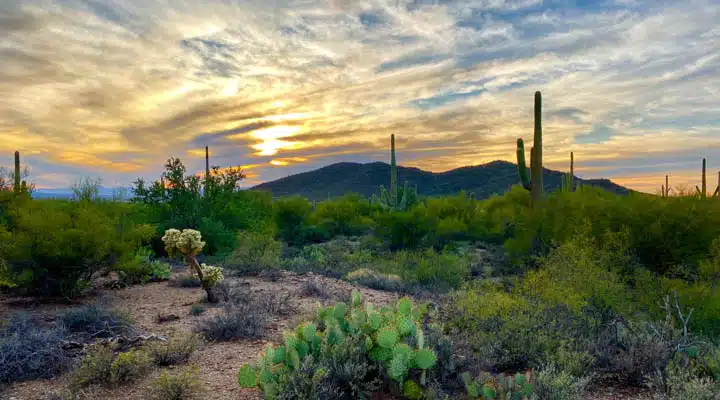 james-lee-tmEHxs-dXf8-unsplash-720x400 A tree on a grassy hill