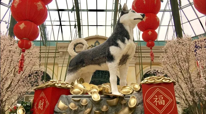 maxresdefault A cat sitting on top of a table