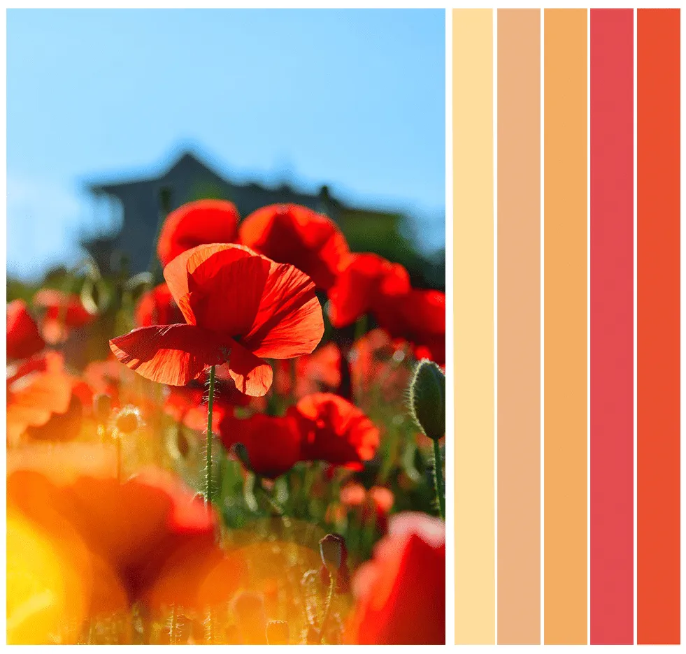 poppiesFLATnew Primer plano de una flor