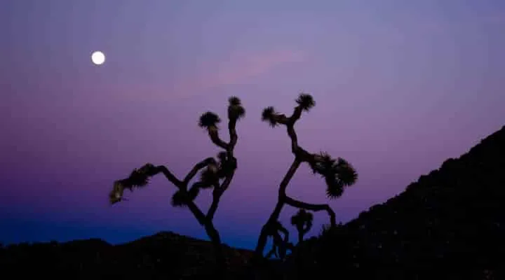 vik-jam-xNxYW8IRUXQ-unsplash-720x400 A group of giraffe standing next to a palm tree