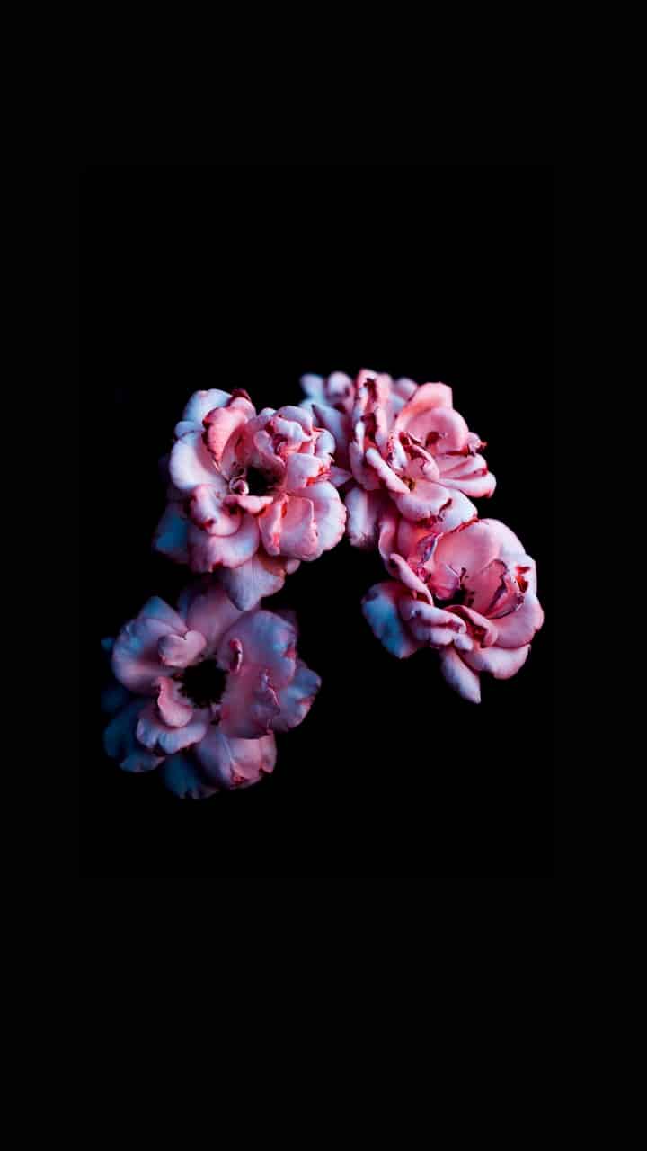 A close up of a flower