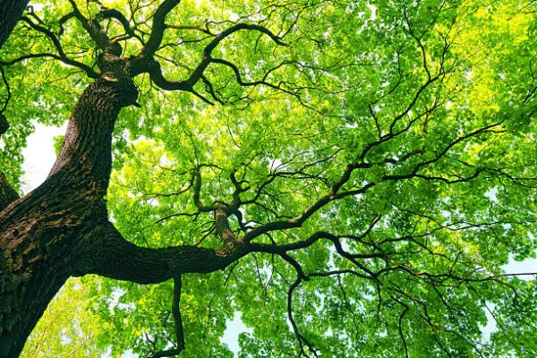 Un árbol en un bosque