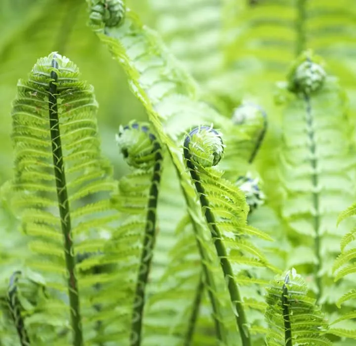 A close up of a plant