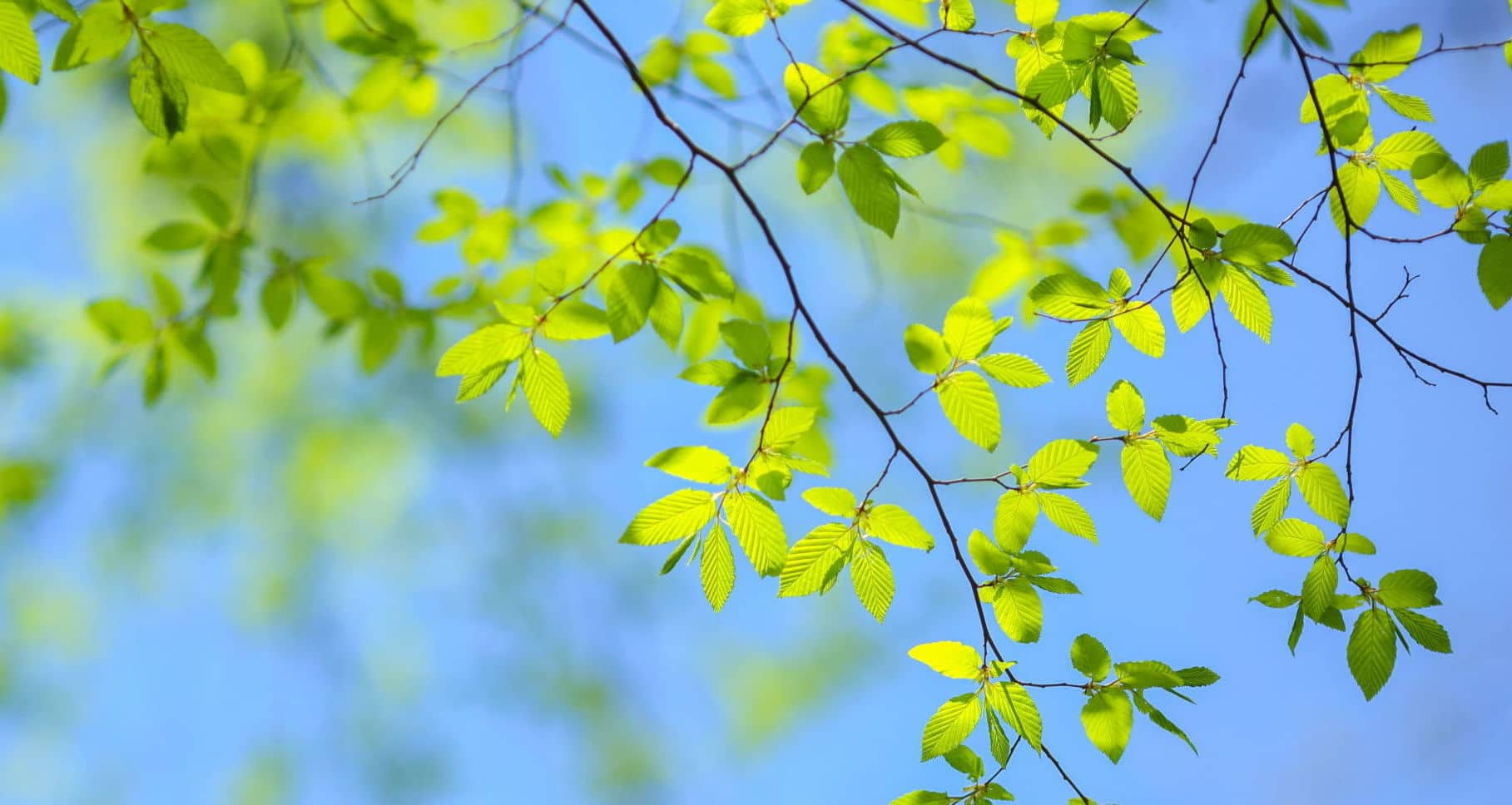 A close up of a tree