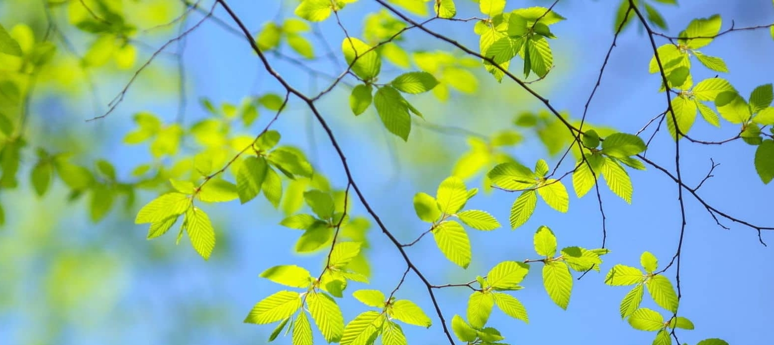 A close up of a tree