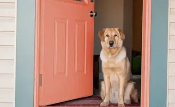 A dog sitting in front of a door