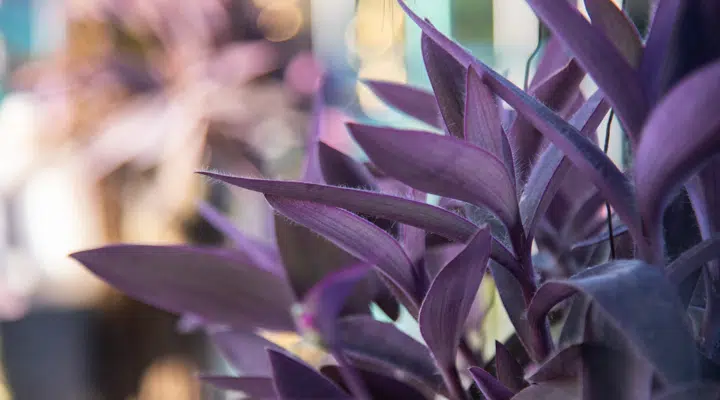 Primer plano de una flor