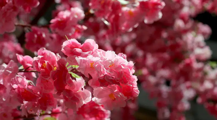 A close up of a flower