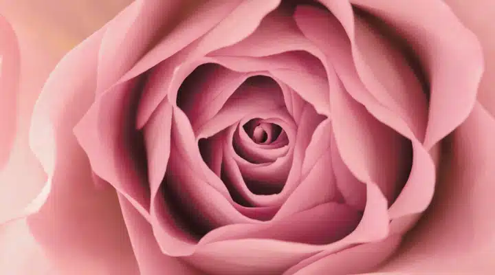 Primer plano de una flor