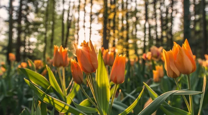 A close up of a flower
