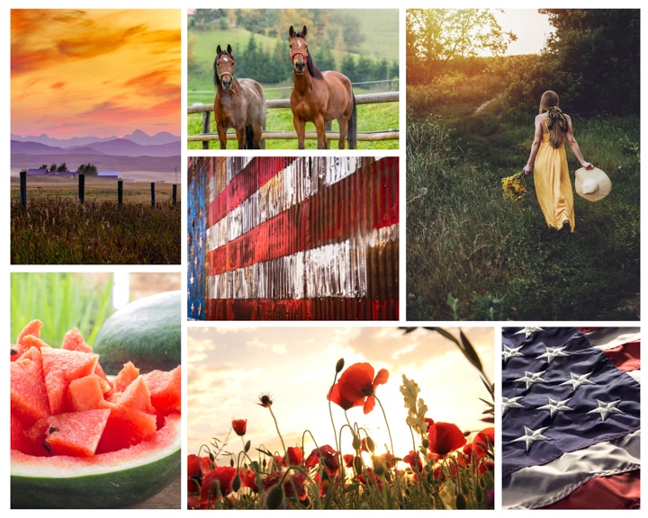 A group of different colored horse