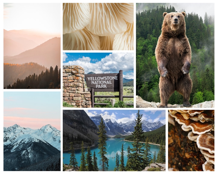 A brown bear standing on top of a mountain
