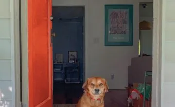 A dog sitting in front of a door