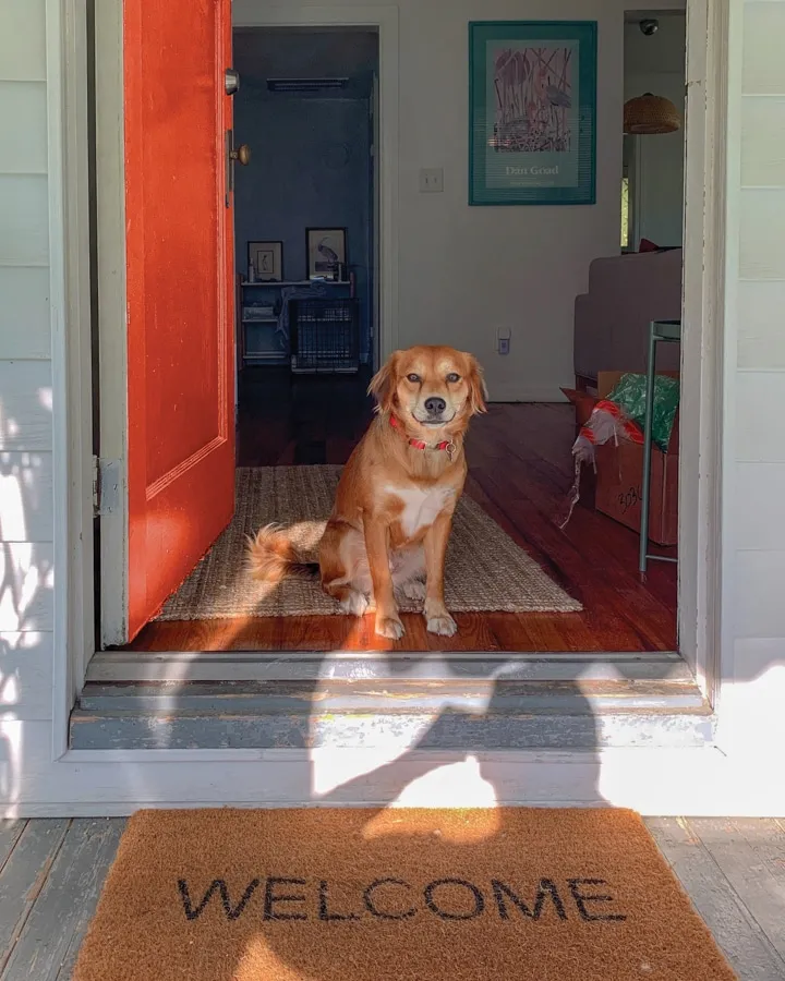 Un perro sentado frente a una puerta